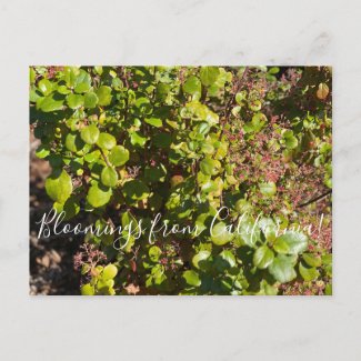 Bloomings from California: Evergreen Currant Postcard