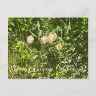 Bloomings from California: Fairy Lanterns Postcard