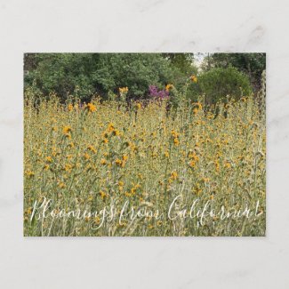 Bloomings from California: Fiddlenecks Postcard
