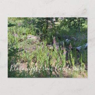 Bloomings from California: Fireweed Postcard