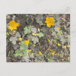 Bloomings from California: Flannel Bush Postcard