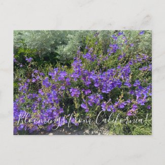 Bloomings from California: Foothill Penstemon Postcard