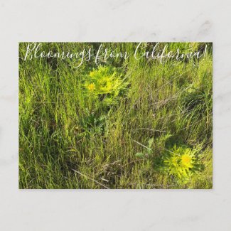 Bloomings from California: Footsteps Of Spring Postcard