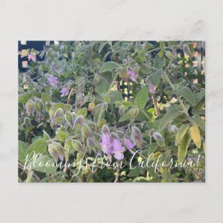 Bloomings from California: Fragrant Pitcher Sage  Postcard