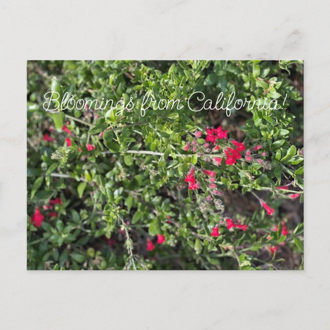 Bloomings from California: Gambelia speciosa Postcard (Front)