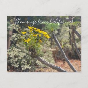 Bloomings from California: Giant Coreopsis Postcar Postcard
