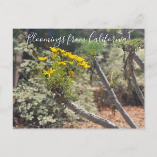 Bloomings from California: Giant Coreopsis Postcard