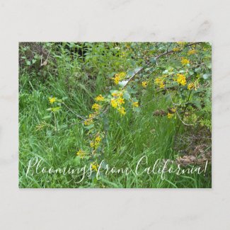 Bloomings from California: Golden Currant Postcard