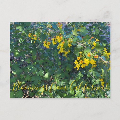 Bloomings from California Golden Currant Postcard
