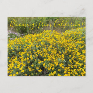Bloomings from California: Golden Yarrow Postcard