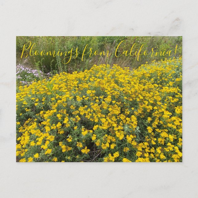 Bloomings from California: Golden Yarrow Postcard (Front)