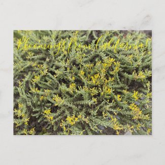 Bloomings from California: Goldenbush Postcard
