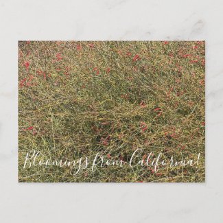 Bloomings from California: Gran Canon Snapdragon Postcard