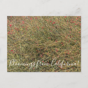 Bloomings from California: Gran Canon Snapdragon Postcard