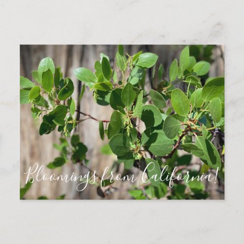 Bloomings from California Greenleaf Manzanita Postcard