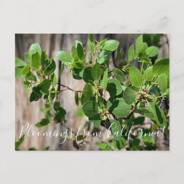 Bloomings from California: Greenleaf Manzanita Postcard (Front)
