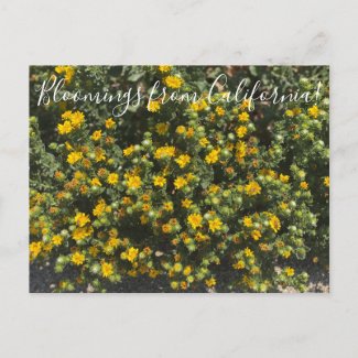 Bloomings from California: Gumweed Postcard