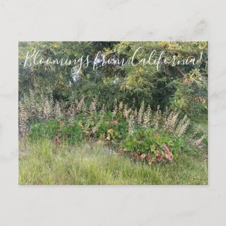 Bloomings from California: Heuchera maxima Postcard