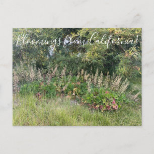 Bloomings from California: Heuchera maxima Postcar Postcard