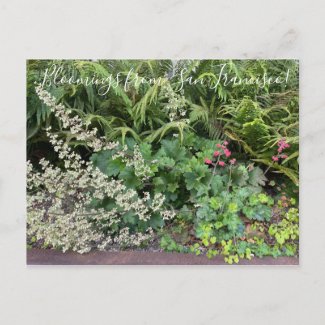Bloomings from California: Heuchera maxima Postcard
