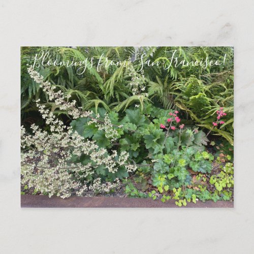 Bloomings from California Heuchera maxima Postcard
