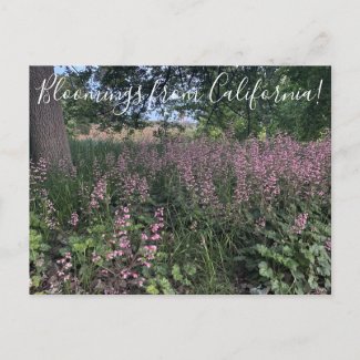 Bloomings from California: Heuchera 'Rosada' Postcard