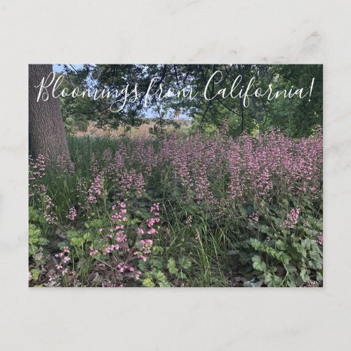 Bloomings from California Heuchera Rosada Postcard