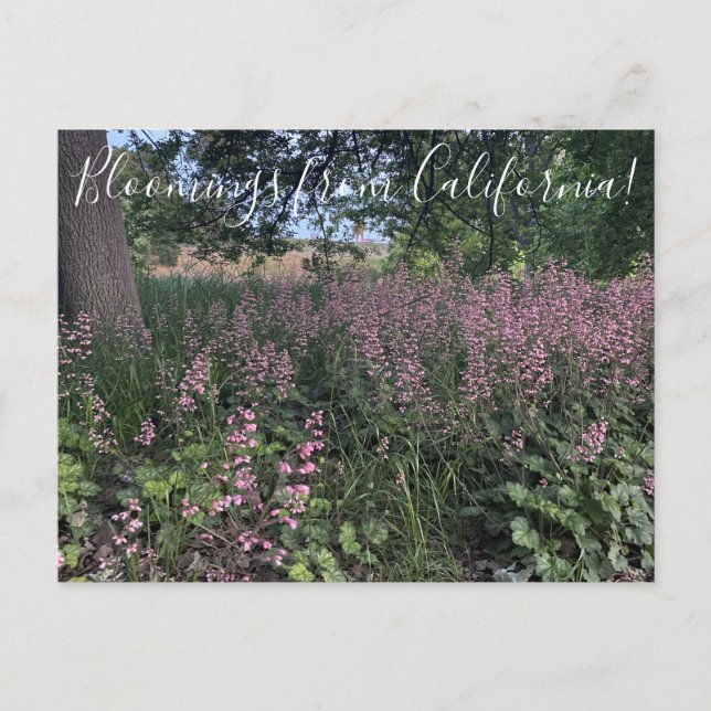 Bloomings from California: Heuchera 'Rosada' Postcard (Front)