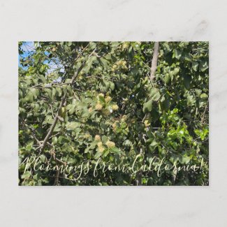 Bloomings from California: Hollyleaf Cherry Postcard