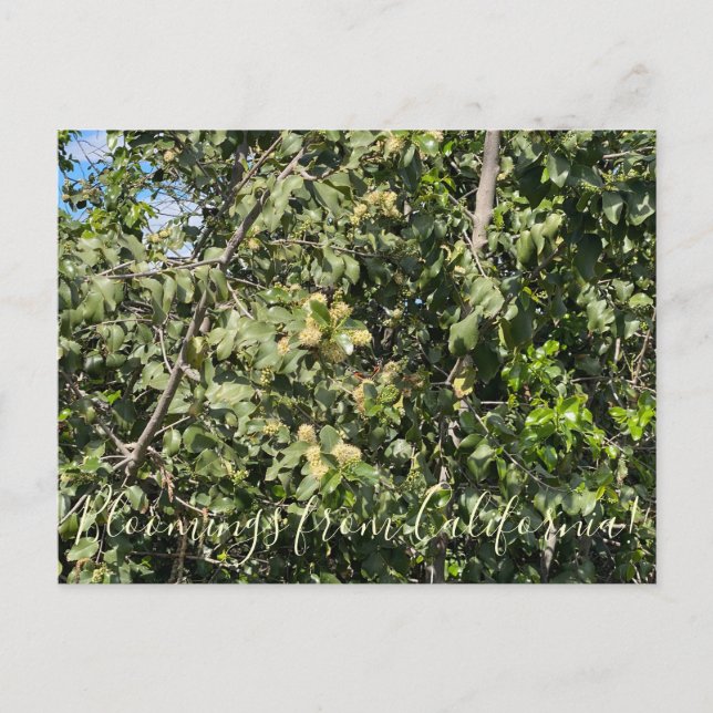 Bloomings from California: Hollyleaf Cherry Postcard (Front)