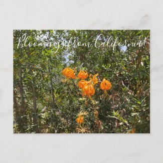 Bloomings from California: Humboldt's Lily Postcard