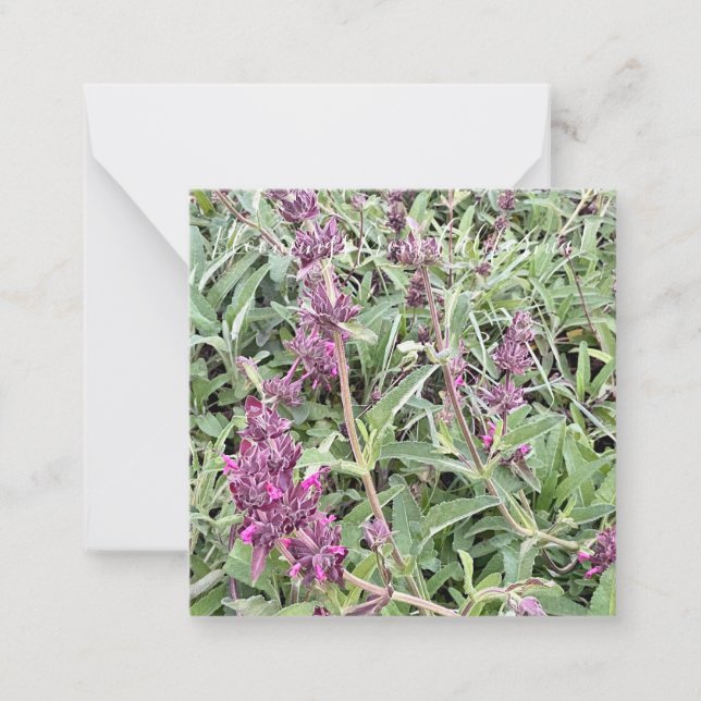 Bloomings from California: Hummingbird Sage Note Card (Front)