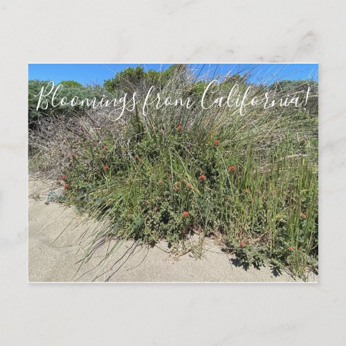 Bloomings from California Indian Paint Brush Postcard