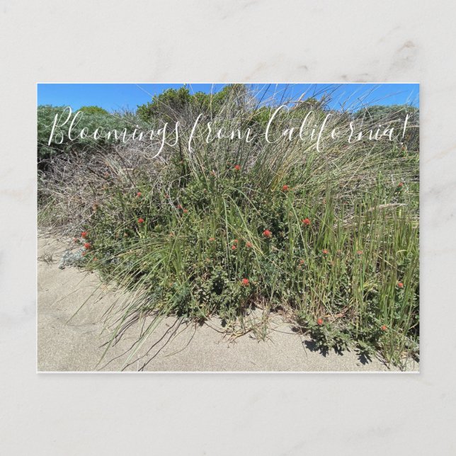 Bloomings from California: Indian Paint Brush Postcard (Front)