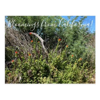 Bloomings from California: Indian Paint Brush Postcard