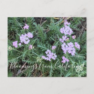 Bloomings from California: Island Pink Yarrow Postcard