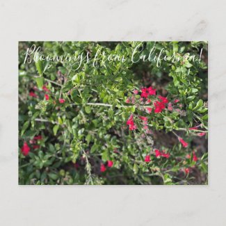 Bloomings from California: Island Snapdragon Postc Postcard