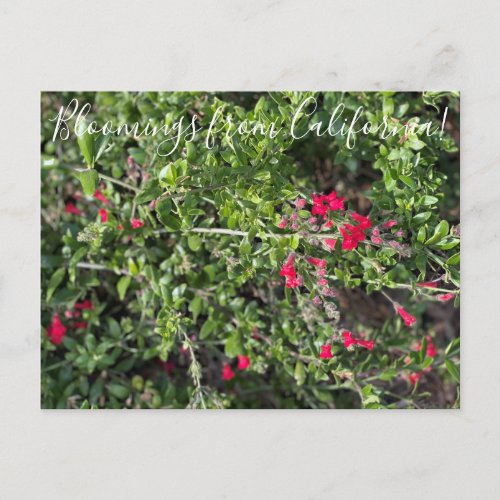 Bloomings from California Island Snapdragon Postc Postcard