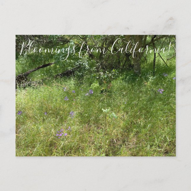 Bloomings from California: Ithuriel’s Spear Postcard (Front)