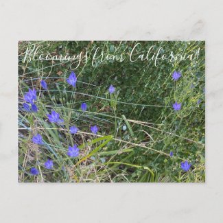 Bloomings from California: Ithuriel's Spear Postcard