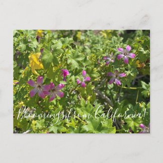 Bloomings from California: Malva Rosa Postcard