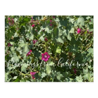 Bloomings from California: Malva Rose Postcard