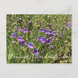 Bloomings from California: Margarita Bop Penstemon Postcard