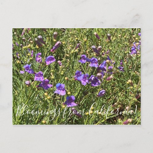Bloomings from California Margarita Bop Penstemon Postcard