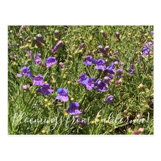 Bloomings from California: Margarita Bop Penstemon Postcard