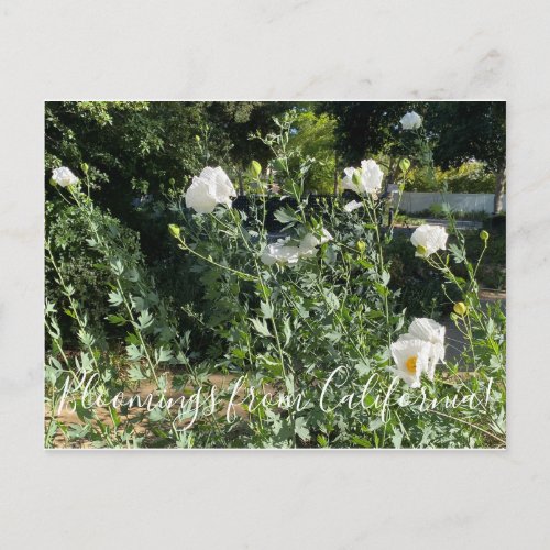 Bloomings from California Matilija Poppies Postcard