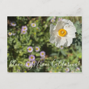 Bloomings from California: Matilija Poppy Postcard