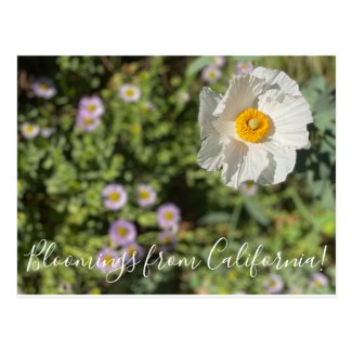 Bloomings from California: Matilija Poppy Postcard