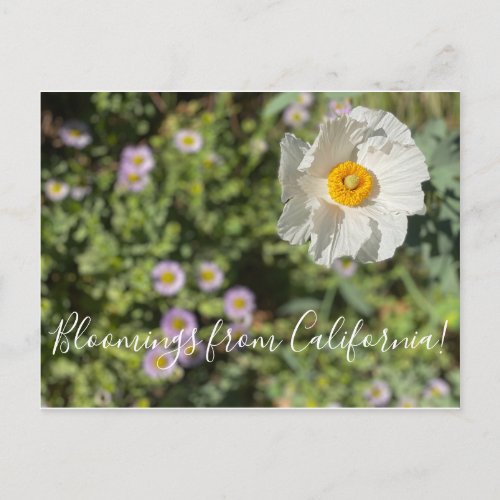 Bloomings from California Matilija Poppy Postcard