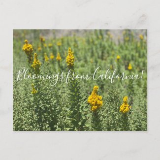 Bloomings from California: Meadow Goldenrod Postcard